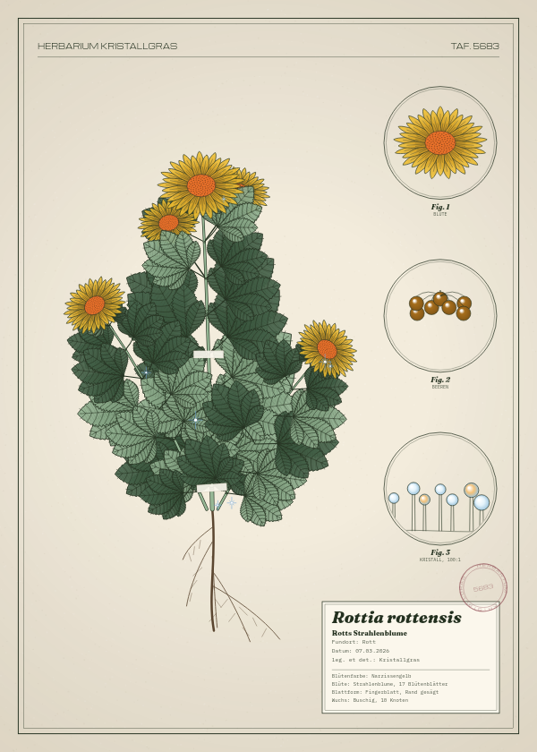 Botanische Tafel: Rottia rottensis, eine erfundene Pflanze aus Rott, gezeichnet wie in einem alten Pflanzenatlas