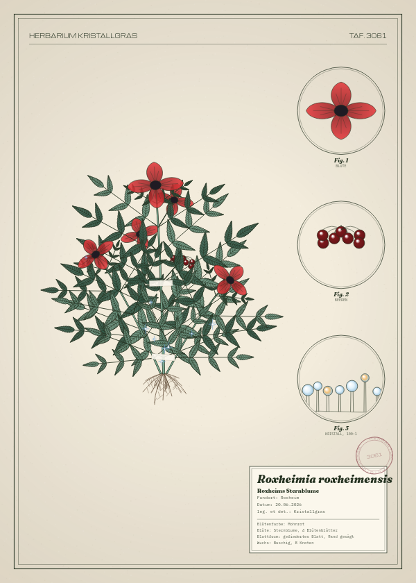 Botanische Tafel: Roxheimia roxheimensis, eine erfundene Pflanze aus Roxheim, gezeichnet wie in einem alten Pflanzenatlas