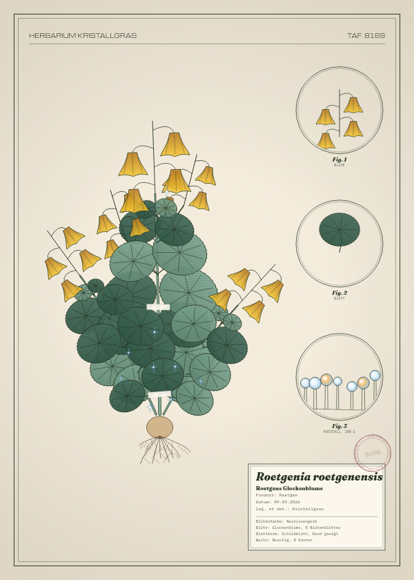 Botanische Tafel: Roetgenia roetgenensis, eine erfundene Pflanze aus Roetgen, gezeichnet wie in einem alten Pflanzenatlas