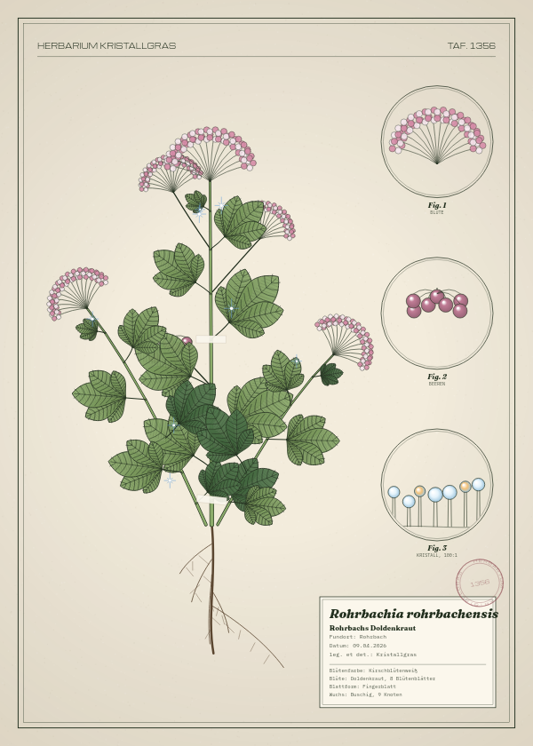 Botanische Tafel: Rohrbachia rohrbachensis, eine erfundene Pflanze aus Rohrbach, gezeichnet wie in einem alten Pflanzenatlas