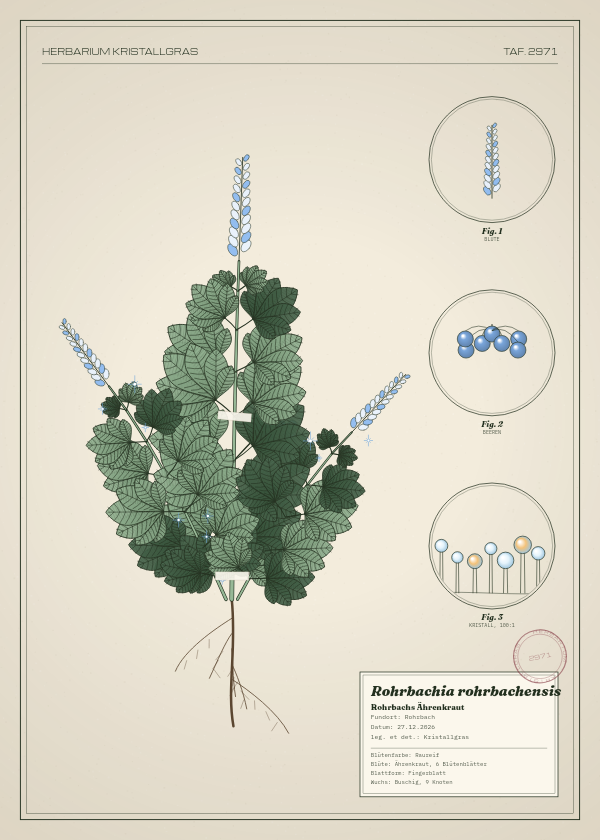 Botanische Tafel: Rohrbachia rohrbachensis, eine erfundene Pflanze aus Rohrbach, gezeichnet wie in einem alten Pflanzenatlas