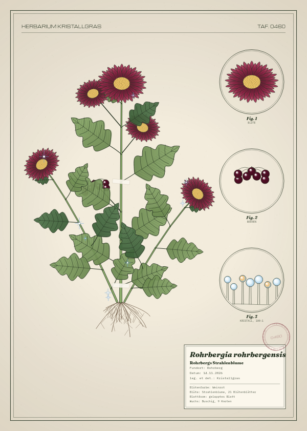 Botanische Tafel: Rohrbergia rohrbergensis, eine erfundene Pflanze aus Rohrberg, gezeichnet wie in einem alten Pflanzenatlas