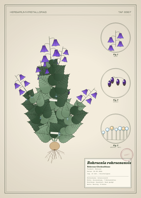 Botanische Tafel: Rohrsenia rohrsenensis, eine erfundene Pflanze aus Rohrsen, gezeichnet wie in einem alten Pflanzenatlas