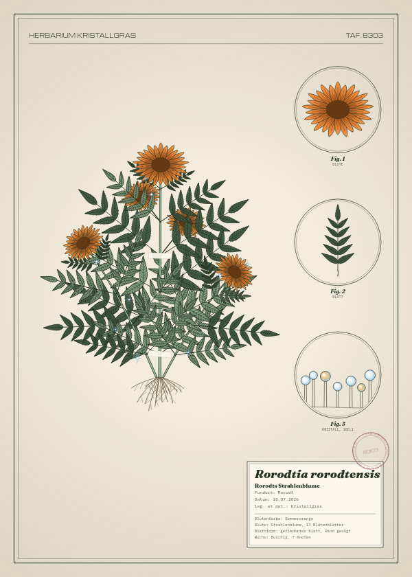 Botanische Tafel: Rorodtia rorodtensis, eine erfundene Pflanze aus Rorodt, gezeichnet wie in einem alten Pflanzenatlas