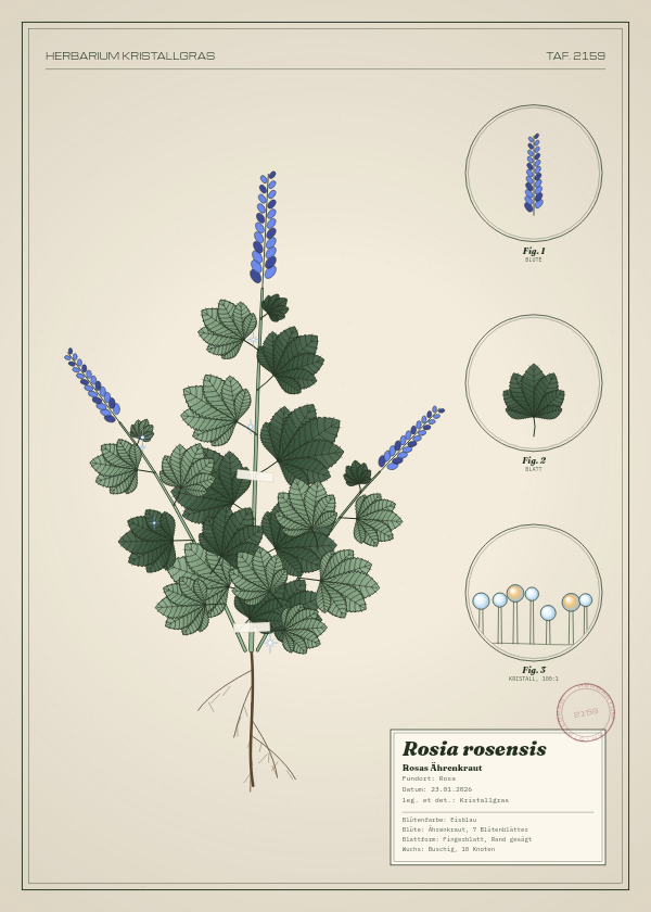 Botanische Tafel: Rosia rosensis, eine erfundene Pflanze aus Rosa, gezeichnet wie in einem alten Pflanzenatlas