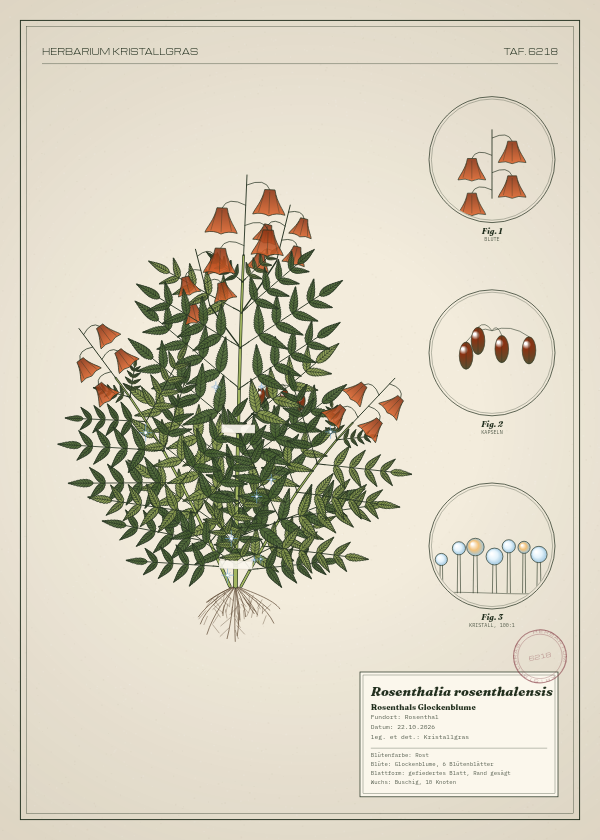 Botanische Tafel: Rosenthalia rosenthalensis, eine erfundene Pflanze aus Rosenthal, gezeichnet wie in einem alten Pflanzenatlas