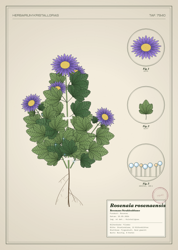 Botanische Tafel: Rosenaia rosenaensis, eine erfundene Pflanze aus Rosenau, gezeichnet wie in einem alten Pflanzenatlas