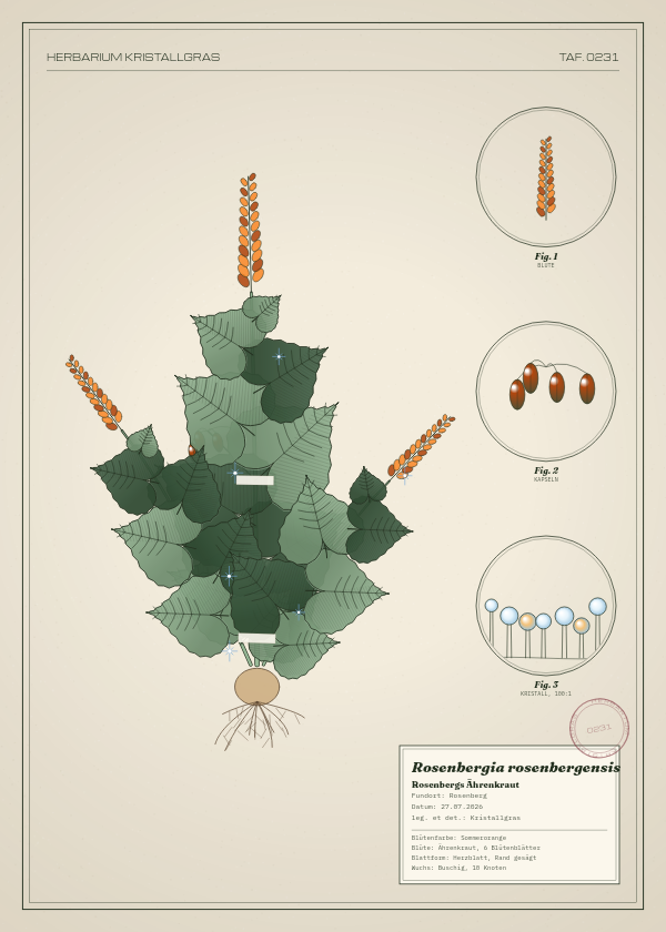 Botanische Tafel: Rosenbergia rosenbergensis, eine erfundene Pflanze aus Rosenberg, gezeichnet wie in einem alten Pflanzenatlas
