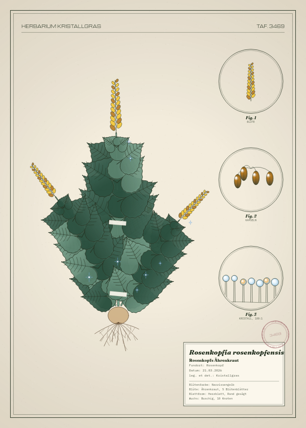 Botanische Tafel: Rosenkopfia rosenkopfensis, eine erfundene Pflanze aus Rosenkopf, gezeichnet wie in einem alten Pflanzenatlas