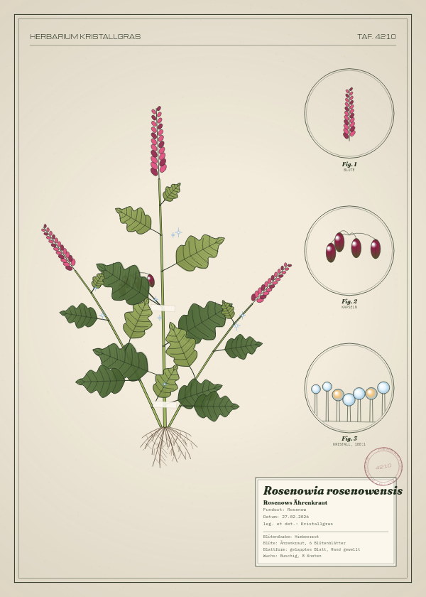 Botanische Tafel: Rosenowia rosenowensis, eine erfundene Pflanze aus Rosenow, gezeichnet wie in einem alten Pflanzenatlas