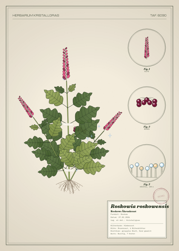 Botanische Tafel: Roskowia roskowensis, eine erfundene Pflanze aus Roskow, gezeichnet wie in einem alten Pflanzenatlas