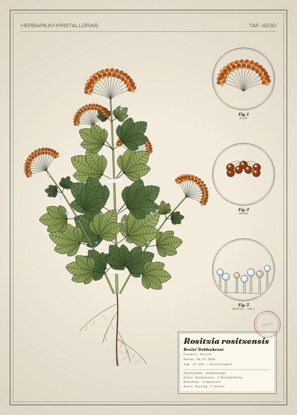 Botanische Tafel: Rositzia rositzensis, eine erfundene Pflanze aus Rositz, gezeichnet wie in einem alten Pflanzenatlas