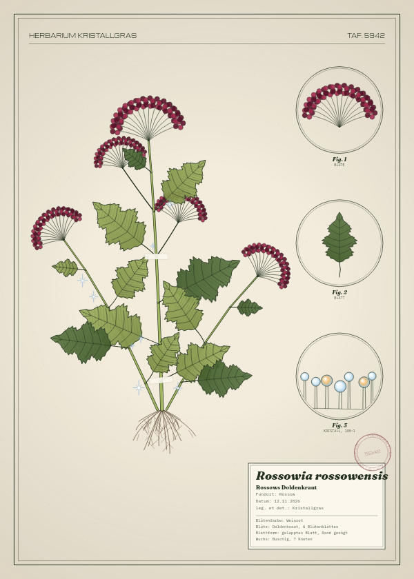 Botanische Tafel: Rossowia rossowensis, eine erfundene Pflanze aus Rossow, gezeichnet wie in einem alten Pflanzenatlas