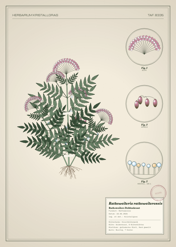 Botanische Tafel: Rathsweileria rathsweilerensis, eine erfundene Pflanze aus Rathsweiler, gezeichnet wie in einem alten Pflanzenatlas
