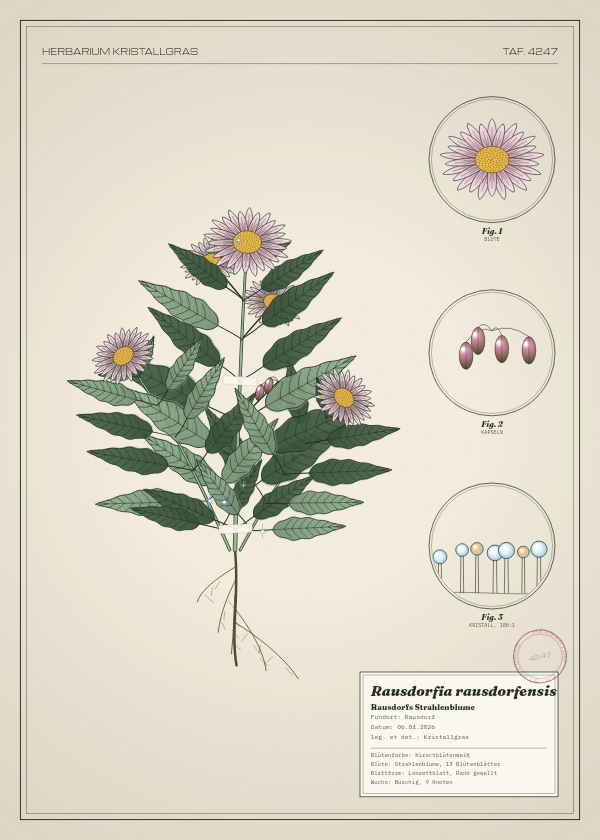 Botanische Tafel: Rausdorfia rausdorfensis, eine erfundene Pflanze aus Rausdorf, gezeichnet wie in einem alten Pflanzenatlas