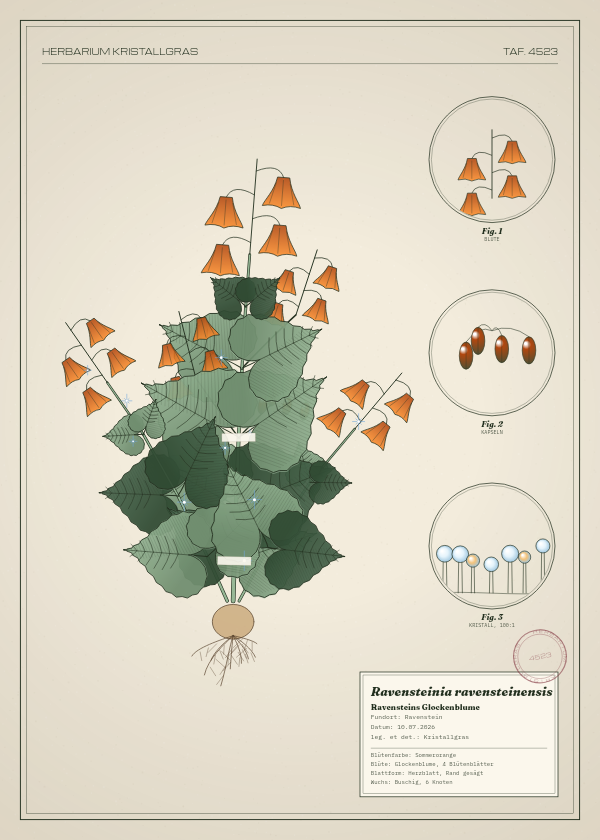Botanische Tafel: Ravensteinia ravensteinensis, eine erfundene Pflanze aus Ravenstein, gezeichnet wie in einem alten Pflanzenatlas
