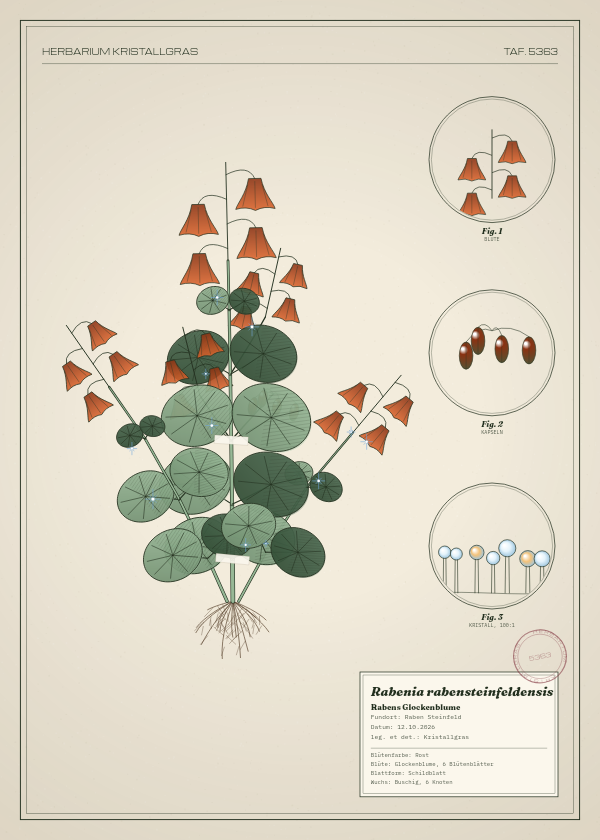 Botanische Tafel: Rabenia rabensteinfeldensis, eine erfundene Pflanze aus Raben Steinfeld, gezeichnet wie in einem alten Pflanzenatlas