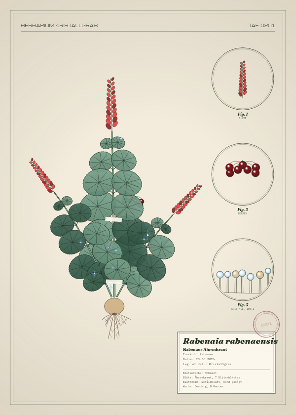 Botanische Tafel: Rabenaia rabenaensis, eine erfundene Pflanze aus Rabenau, gezeichnet wie in einem alten Pflanzenatlas