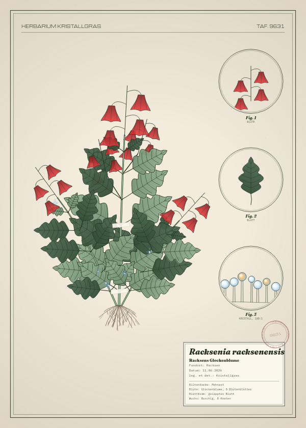 Botanische Tafel: Racksenia racksenensis, eine erfundene Pflanze aus Racksen, gezeichnet wie in einem alten Pflanzenatlas