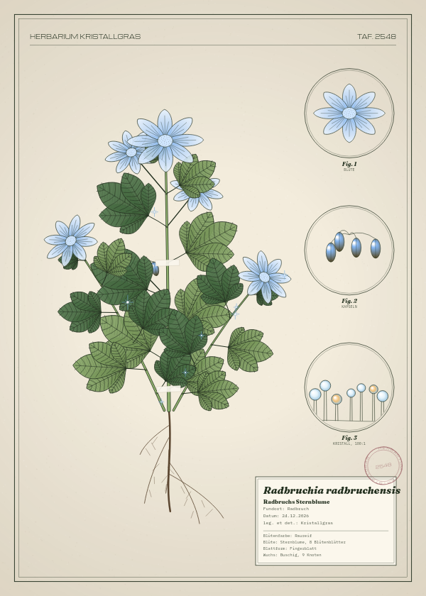 Botanische Tafel: Radbruchia radbruchensis, eine erfundene Pflanze aus Radbruch, gezeichnet wie in einem alten Pflanzenatlas