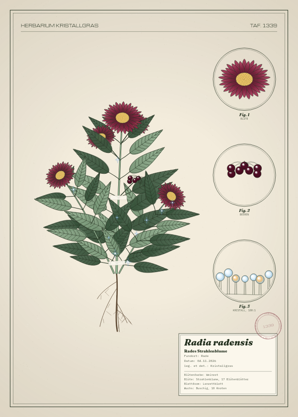 Botanische Tafel: Radia radensis, eine erfundene Pflanze aus Rade, gezeichnet wie in einem alten Pflanzenatlas