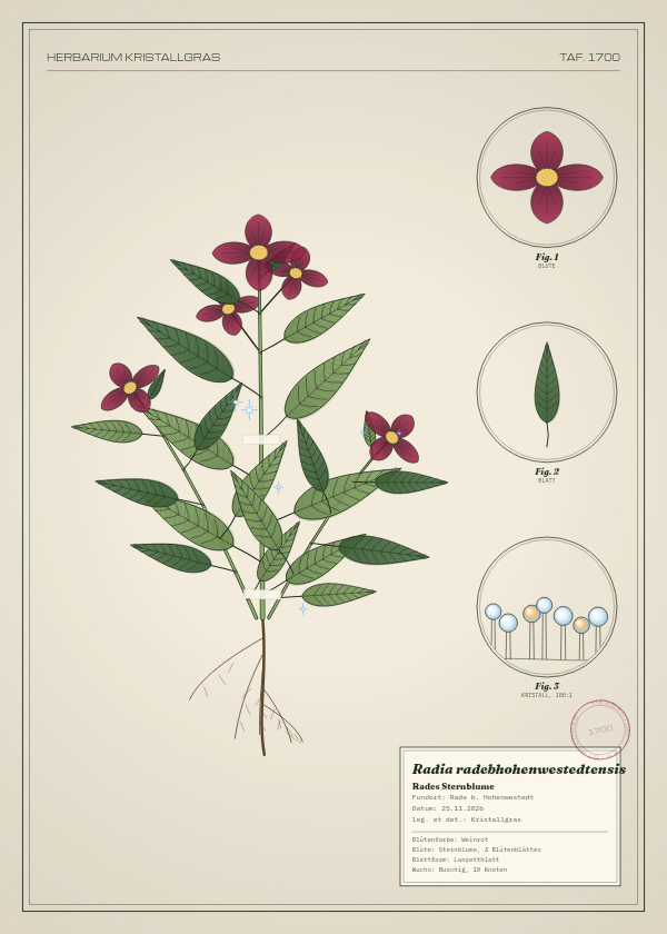 Botanische Tafel: Radia radebhohenwestedtensis, eine erfundene Pflanze aus Rade b. Hohenwestedt, gezeichnet wie in einem alten Pflanzenatlas
