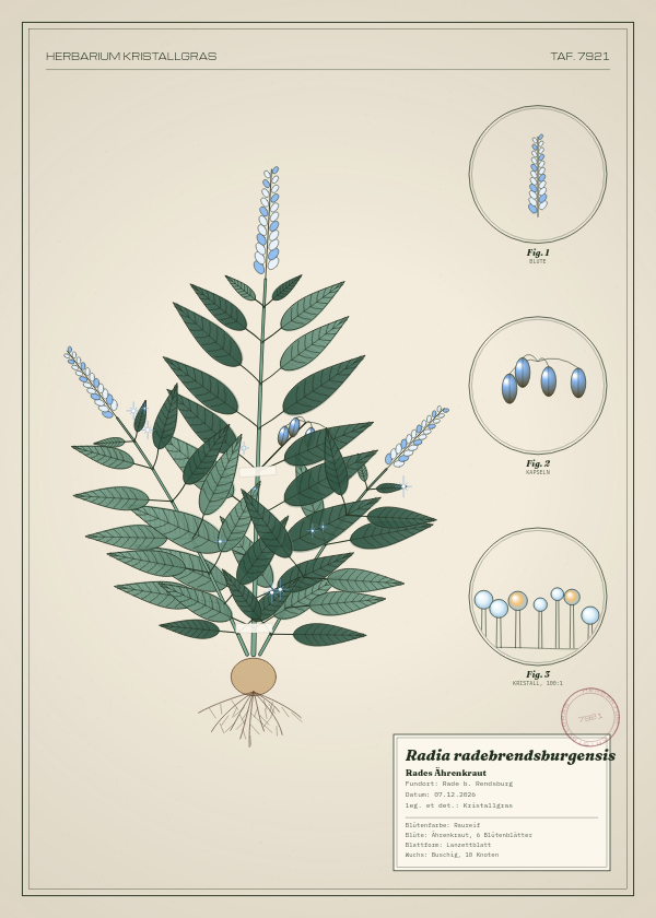 Botanische Tafel: Radia radebrendsburgensis, eine erfundene Pflanze aus Rade b. Rendsburg, gezeichnet wie in einem alten Pflanzenatlas
