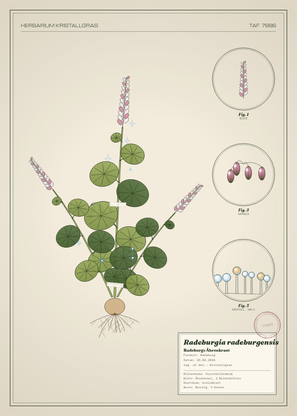 Botanische Tafel: Radeburgia radeburgensis, eine erfundene Pflanze aus Radeburg, gezeichnet wie in einem alten Pflanzenatlas