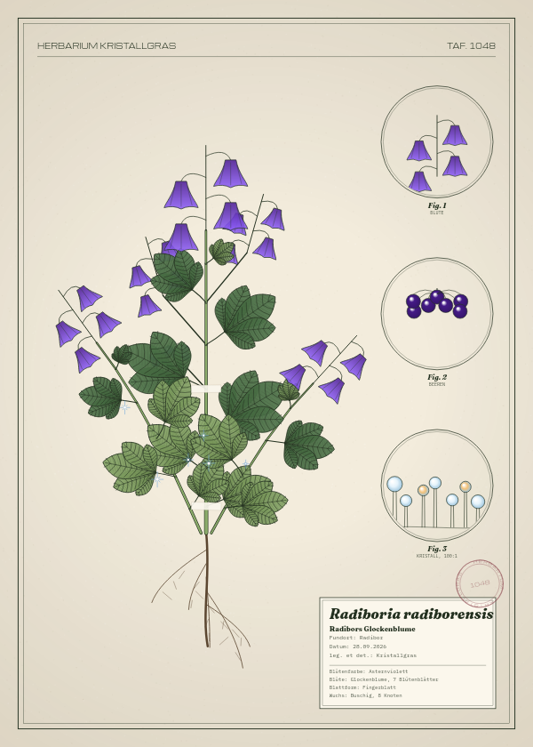 Botanische Tafel: Radiboria radiborensis, eine erfundene Pflanze aus Radibor, gezeichnet wie in einem alten Pflanzenatlas