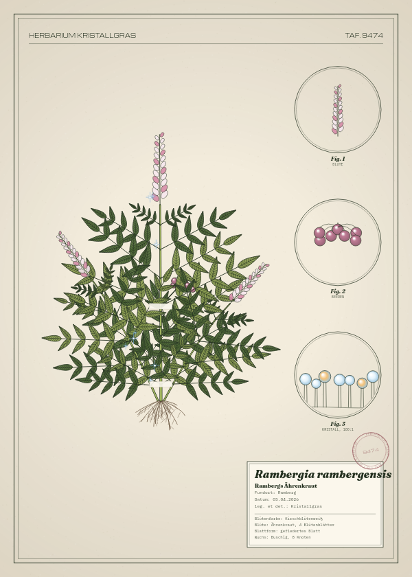 Botanische Tafel: Rambergia rambergensis, eine erfundene Pflanze aus Ramberg, gezeichnet wie in einem alten Pflanzenatlas