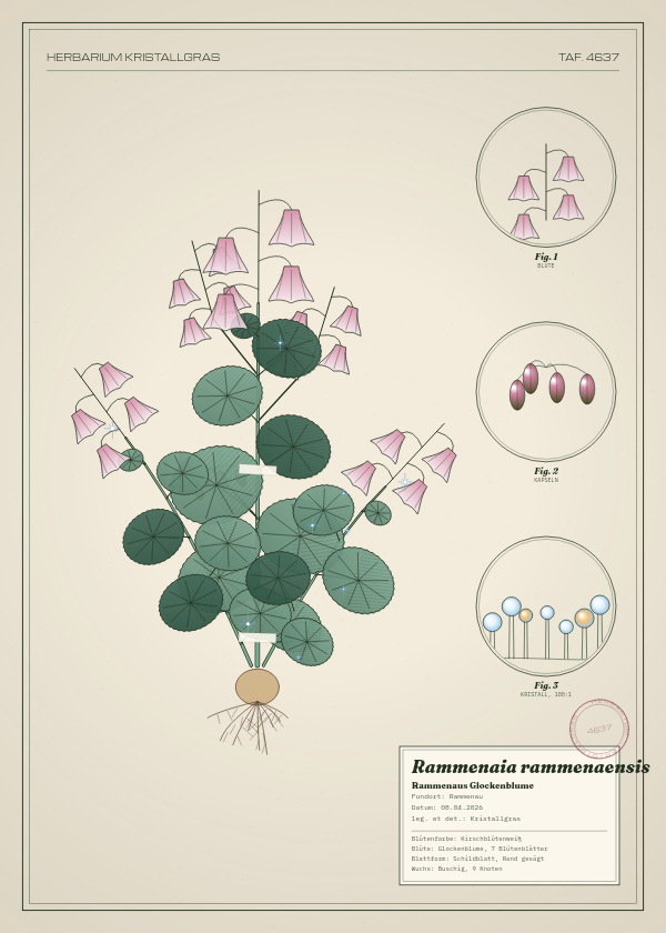 Botanische Tafel: Rammenaia rammenaensis, eine erfundene Pflanze aus Rammenau, gezeichnet wie in einem alten Pflanzenatlas