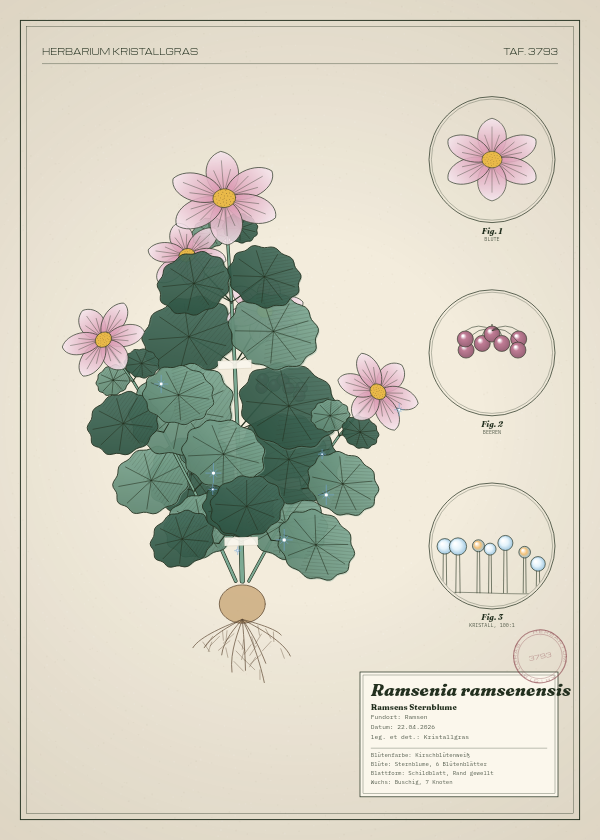 Botanische Tafel: Ramsenia ramsenensis, eine erfundene Pflanze aus Ramsen, gezeichnet wie in einem alten Pflanzenatlas