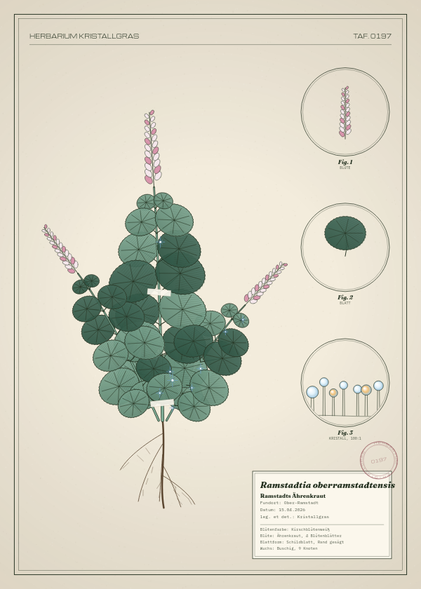 Botanische Tafel: Ramstadtia oberramstadtensis, eine erfundene Pflanze aus Ober-Ramstadt, gezeichnet wie in einem alten Pflanzenatlas