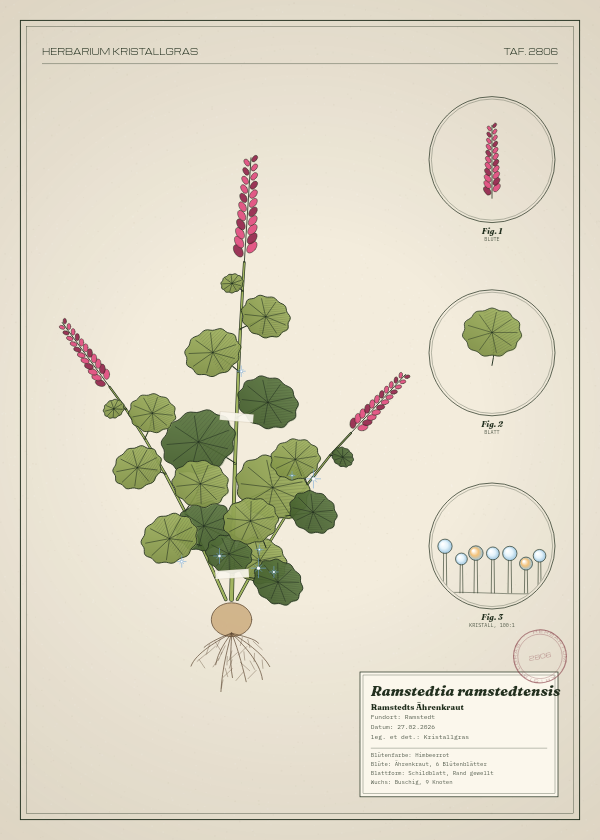 Botanische Tafel: Ramstedtia ramstedtensis, eine erfundene Pflanze aus Ramstedt, gezeichnet wie in einem alten Pflanzenatlas