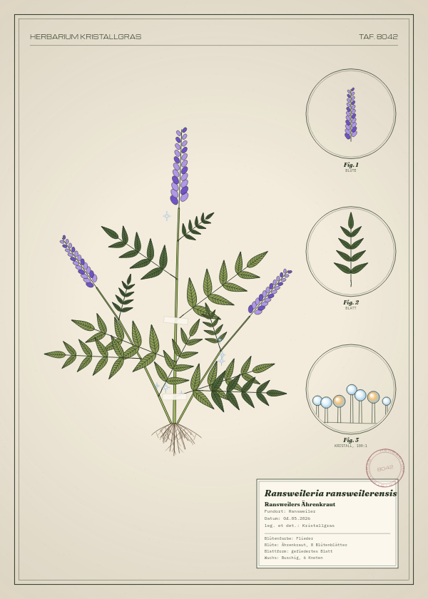 Botanische Tafel: Ransweileria ransweilerensis, eine erfundene Pflanze aus Ransweiler, gezeichnet wie in einem alten Pflanzenatlas