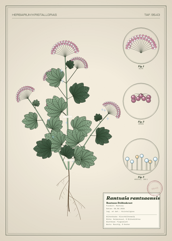 Botanische Tafel: Rantzaia rantzaensis, eine erfundene Pflanze aus Rantzau, gezeichnet wie in einem alten Pflanzenatlas