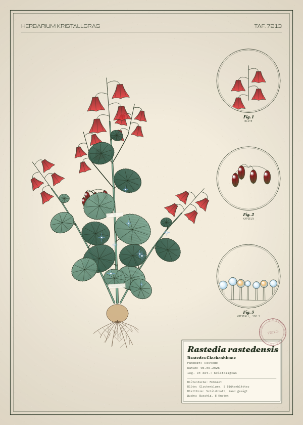 Botanische Tafel: Rastedia rastedensis, eine erfundene Pflanze aus Rastede, gezeichnet wie in einem alten Pflanzenatlas