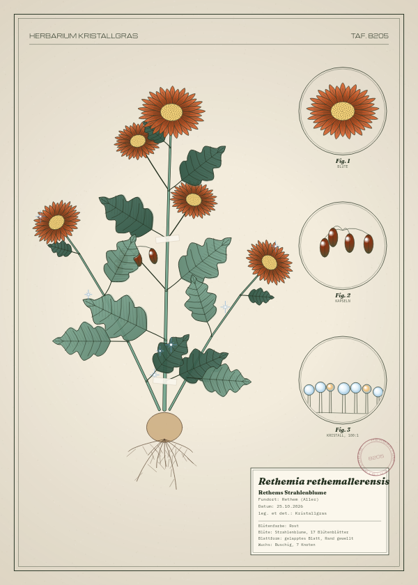 Botanische Tafel: Rethemia rethemallerensis, eine erfundene Pflanze aus Rethem (Aller), gezeichnet wie in einem alten Pflanzenatlas