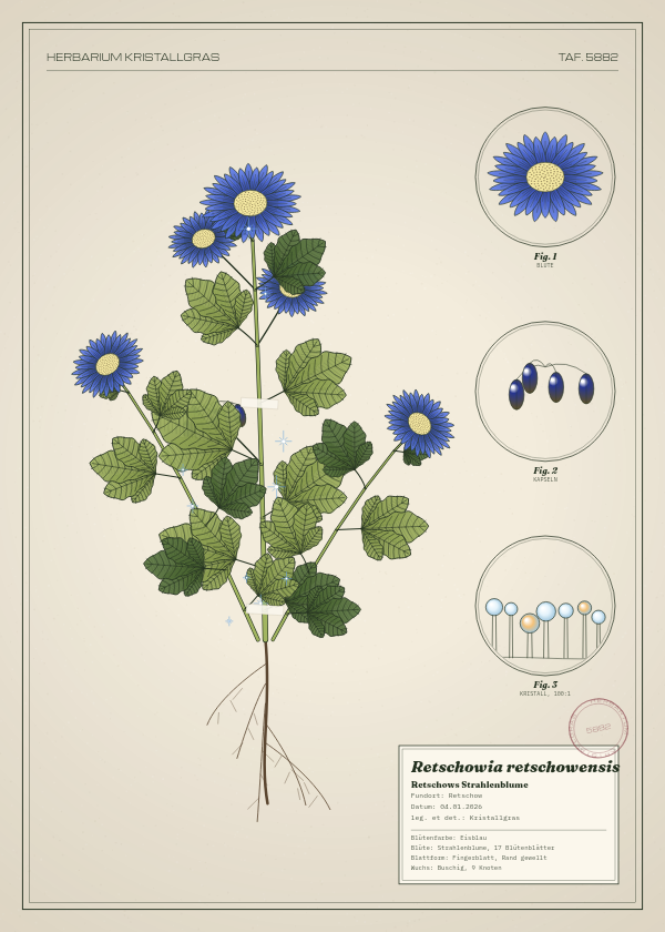 Botanische Tafel: Retschowia retschowensis, eine erfundene Pflanze aus Retschow, gezeichnet wie in einem alten Pflanzenatlas