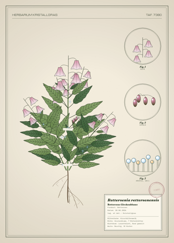 Botanische Tafel: Rettersenia rettersenensis, eine erfundene Pflanze aus Rettersen, gezeichnet wie in einem alten Pflanzenatlas