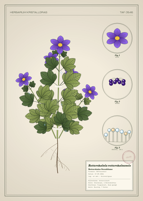 Botanische Tafel: Rettershainia rettershainensis, eine erfundene Pflanze aus Rettershain, gezeichnet wie in einem alten Pflanzenatlas