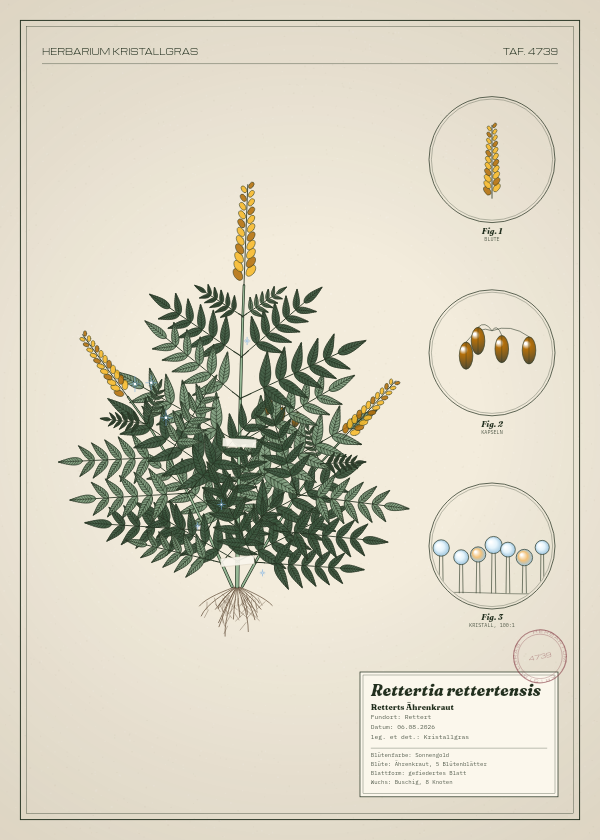 Botanische Tafel: Rettertia rettertensis, eine erfundene Pflanze aus Rettert, gezeichnet wie in einem alten Pflanzenatlas