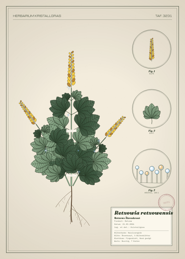 Botanische Tafel: Retzowia retzowensis, eine erfundene Pflanze aus Retzow, gezeichnet wie in einem alten Pflanzenatlas