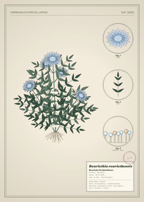 Botanische Tafel: Reuriethia reuriethensis, eine erfundene Pflanze aus Reurieth, gezeichnet wie in einem alten Pflanzenatlas