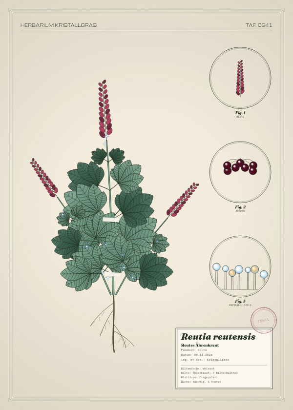 Botanische Tafel: Reutia reutensis, eine erfundene Pflanze aus Reute, gezeichnet wie in einem alten Pflanzenatlas
