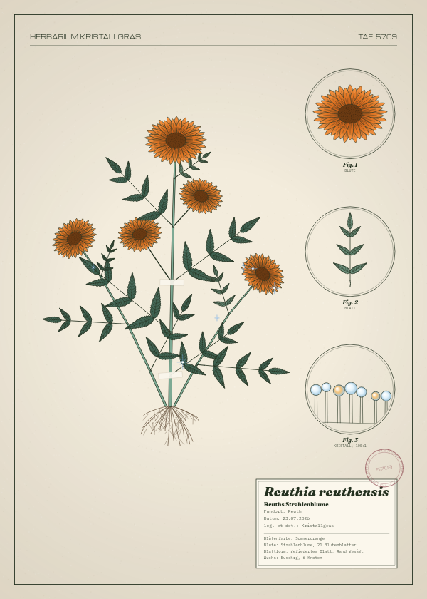 Botanische Tafel: Reuthia reuthensis, eine erfundene Pflanze aus Reuth, gezeichnet wie in einem alten Pflanzenatlas