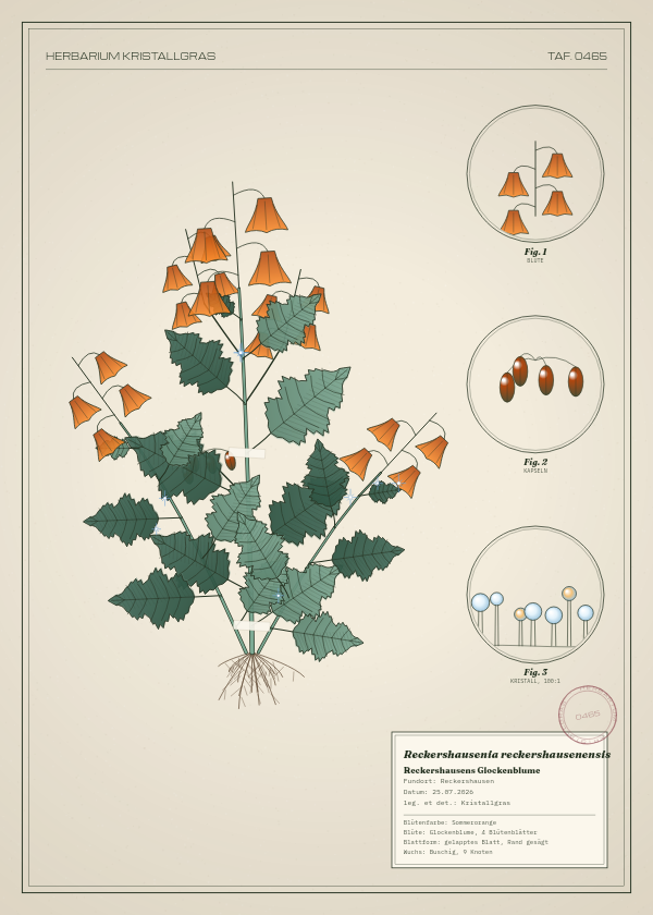 Botanische Tafel: Reckershausenia reckershausenensis, eine erfundene Pflanze aus Reckershausen, gezeichnet wie in einem alten Pflanzenatlas