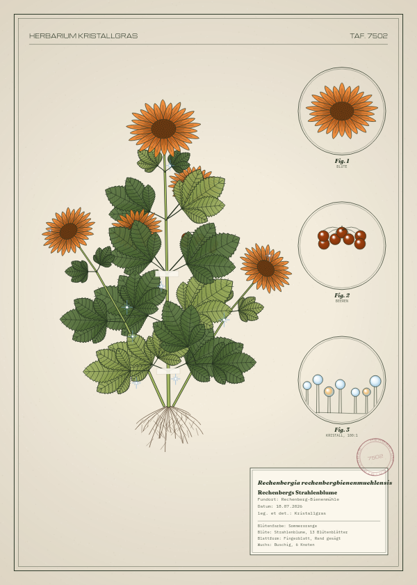 Botanische Tafel: Rechenbergia rechenbergbienenmuehlensis, eine erfundene Pflanze aus Rechenberg-Bienenmühle, gezeichnet wie in einem alten Pflanzenatlas
