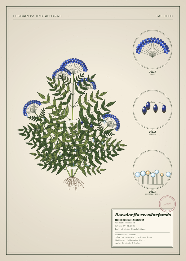 Botanische Tafel: Reesdorfia reesdorfensis, eine erfundene Pflanze aus Reesdorf, gezeichnet wie in einem alten Pflanzenatlas