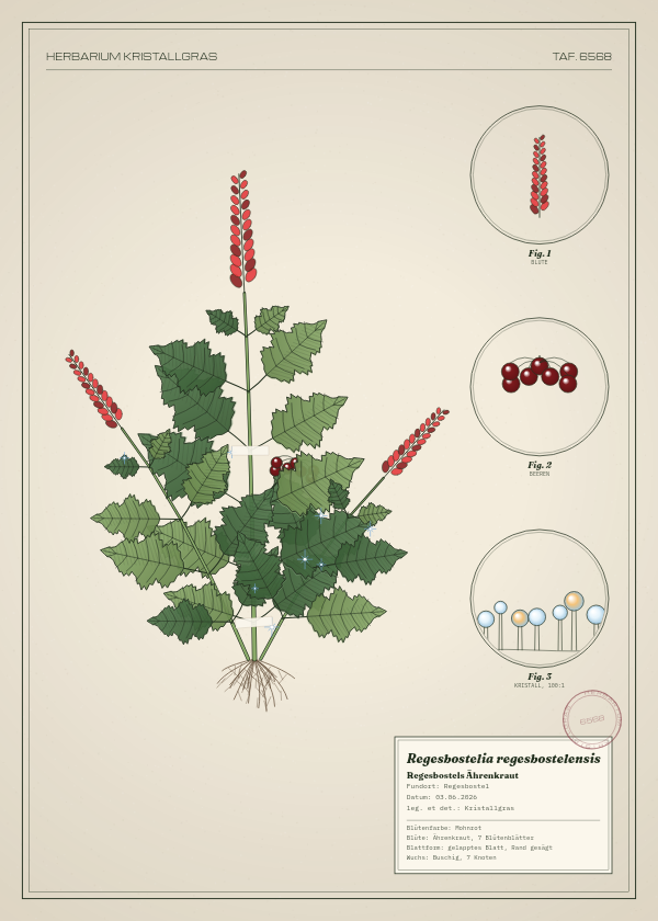 Botanische Tafel: Regesbostelia regesbostelensis, eine erfundene Pflanze aus Regesbostel, gezeichnet wie in einem alten Pflanzenatlas